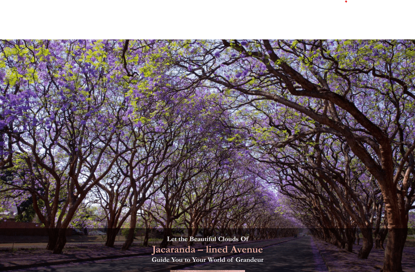 The Legacy by Silverglades Jacaranda